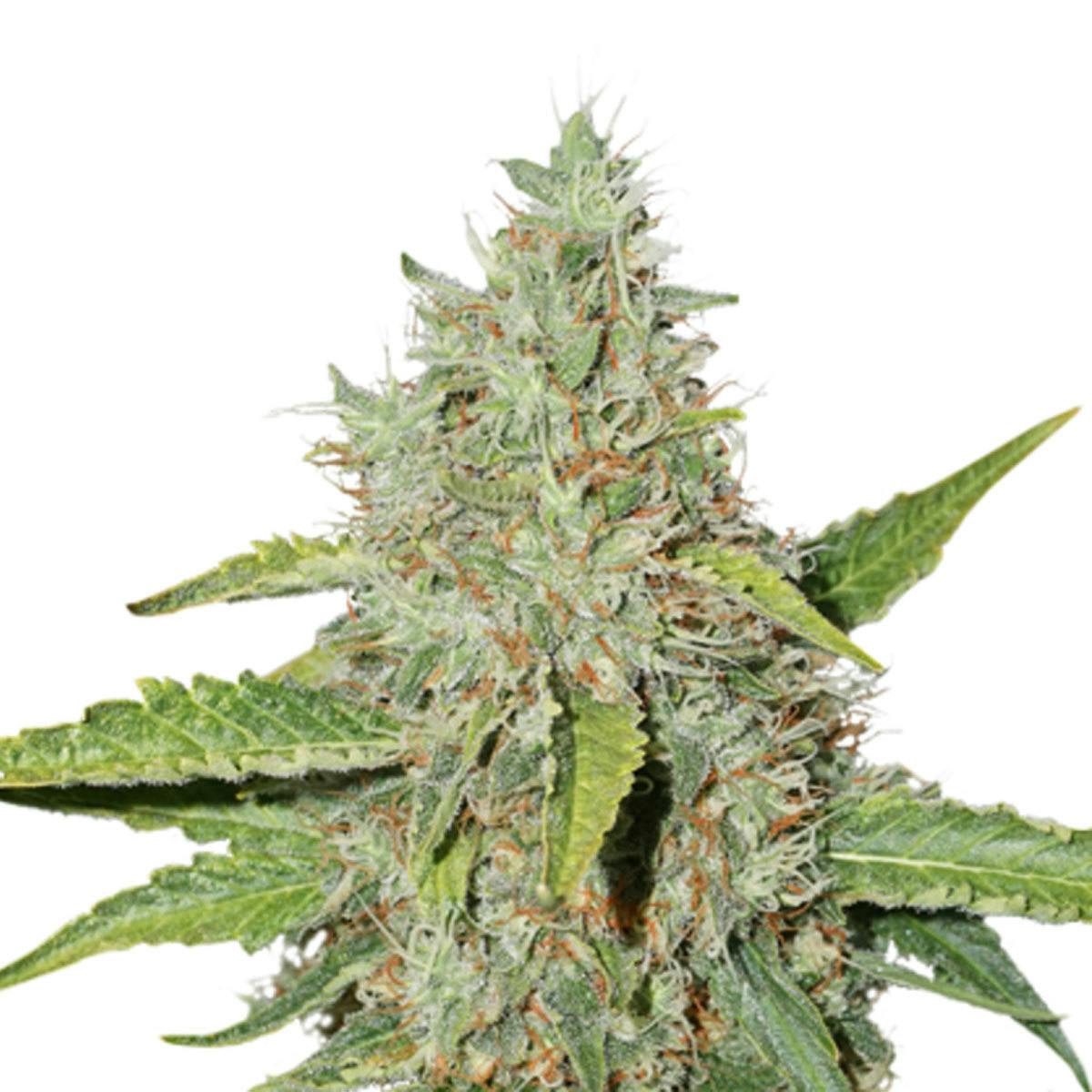 Seed Stockers - Northern Lights - 1