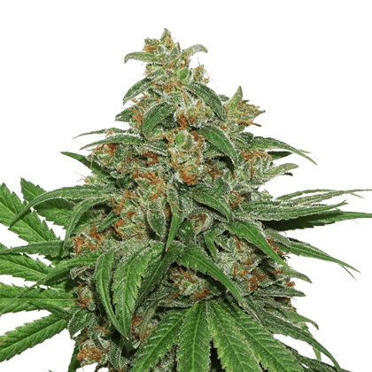 Seed Stockers - AK420 - 1