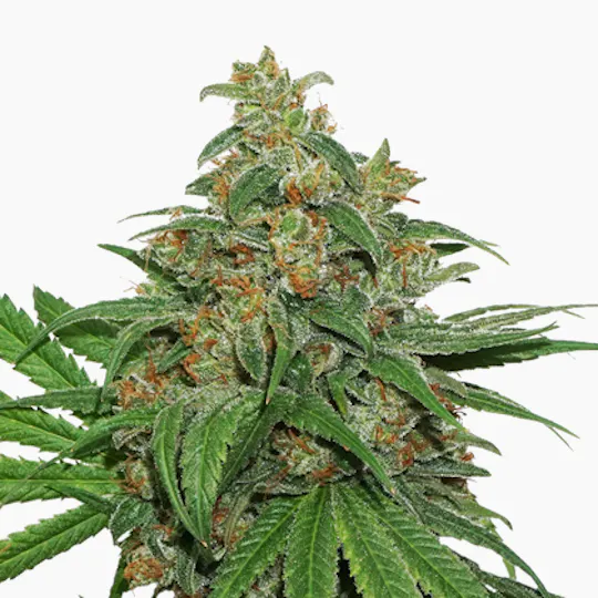 Seed Stockers - AK420 - 1