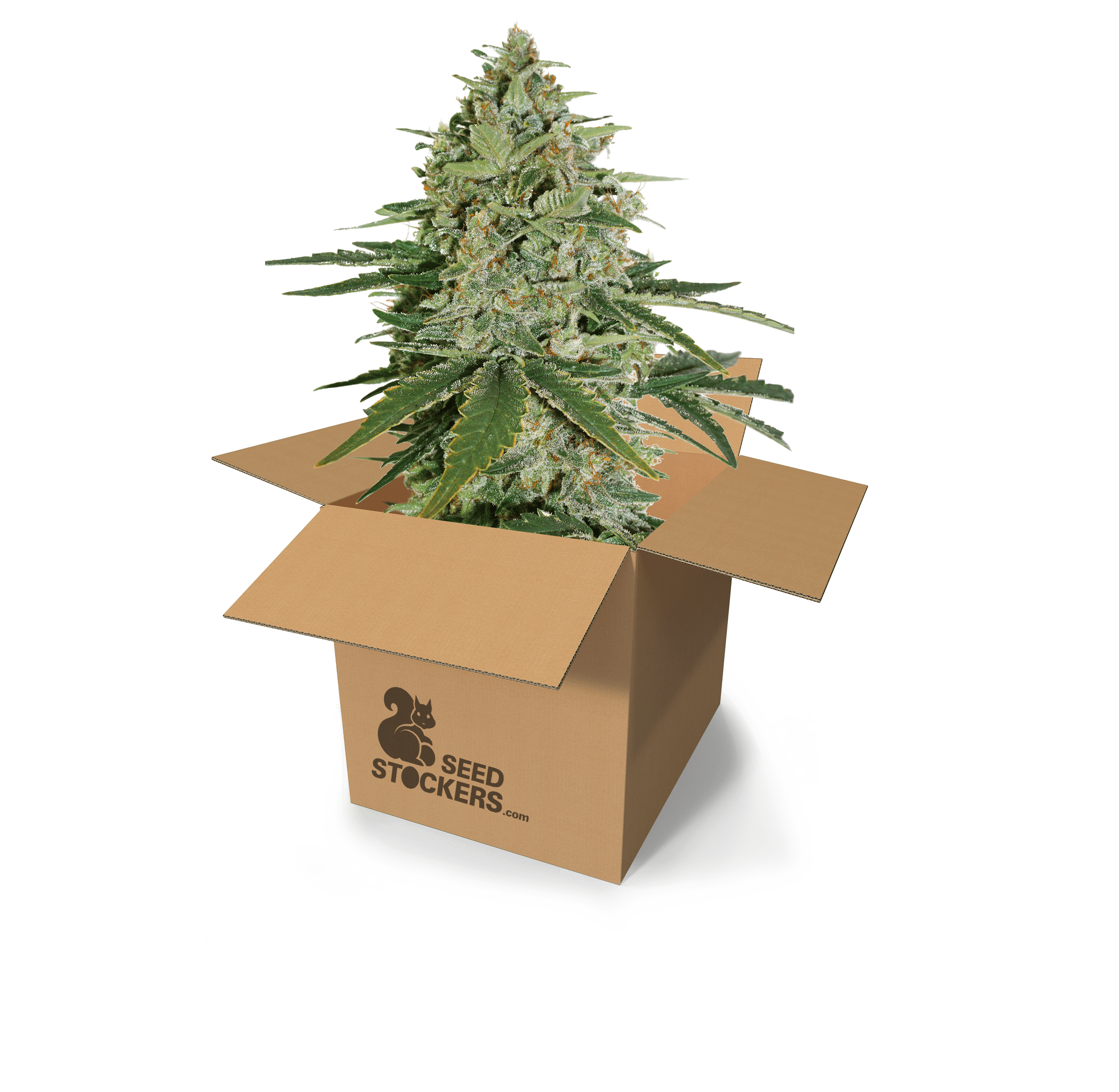 Seed Stockers - Super Skunk - 1
