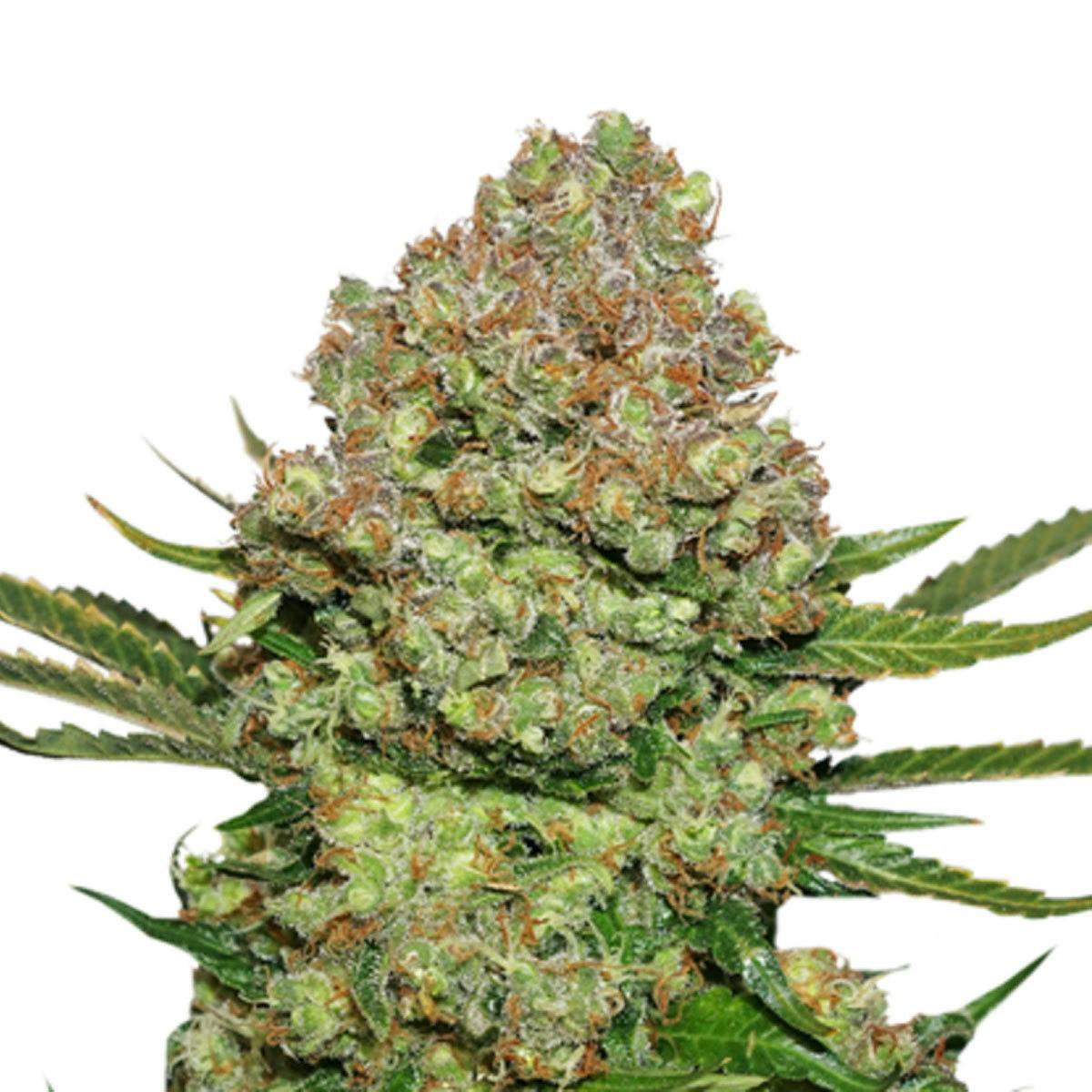 Seed Stockers - White Widow - 1