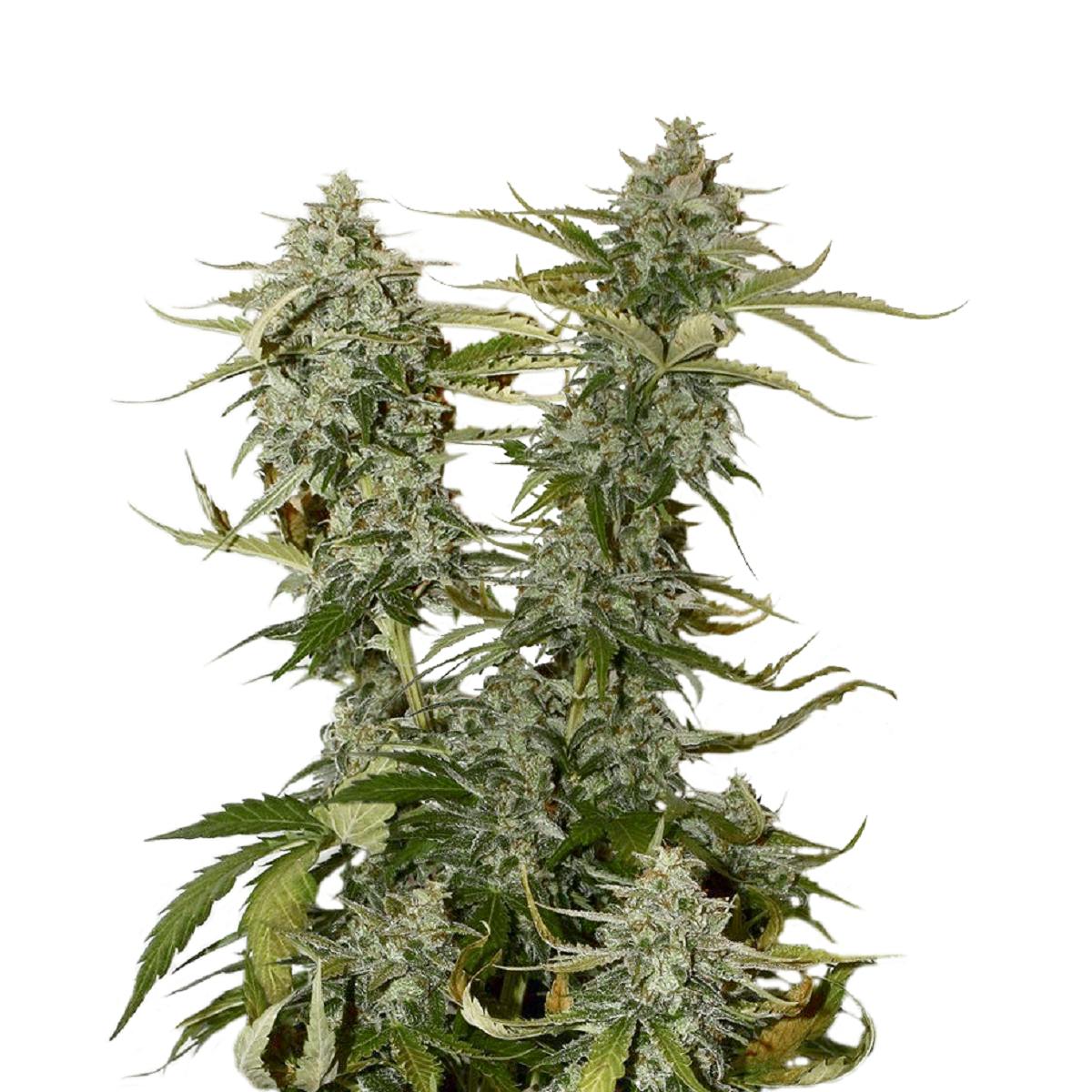 Seed Stockers - O.G. Candy Dawg Kush - 1