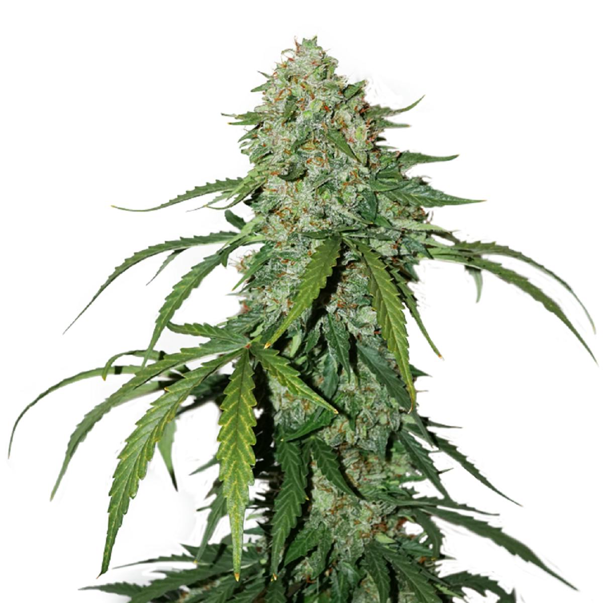 Seed Stockers - CBD 1:1 Silver Lime Haze - 1
