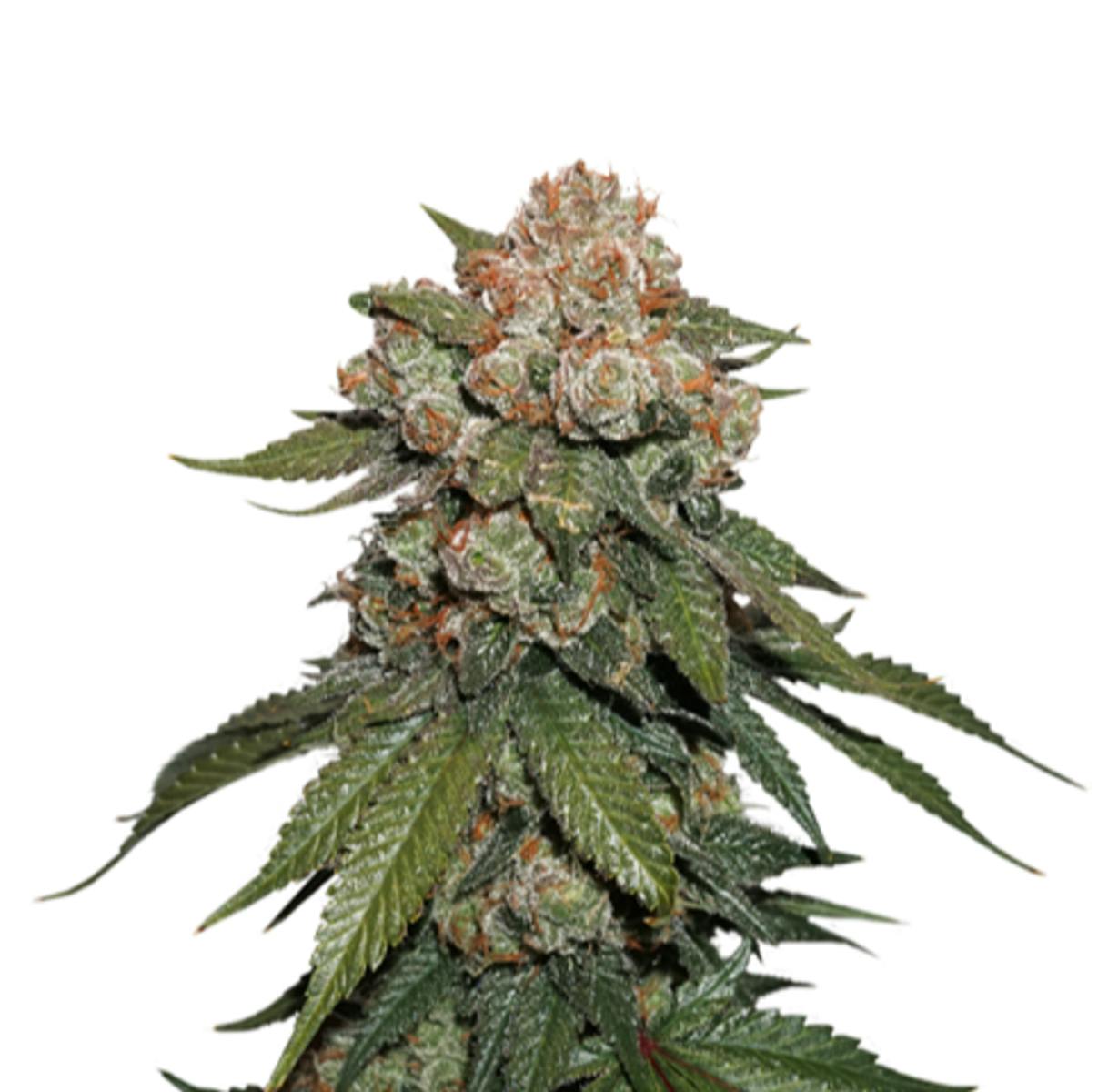 Seed Stockers - Maple Sherbet x Pre ’89 Skunk - 1