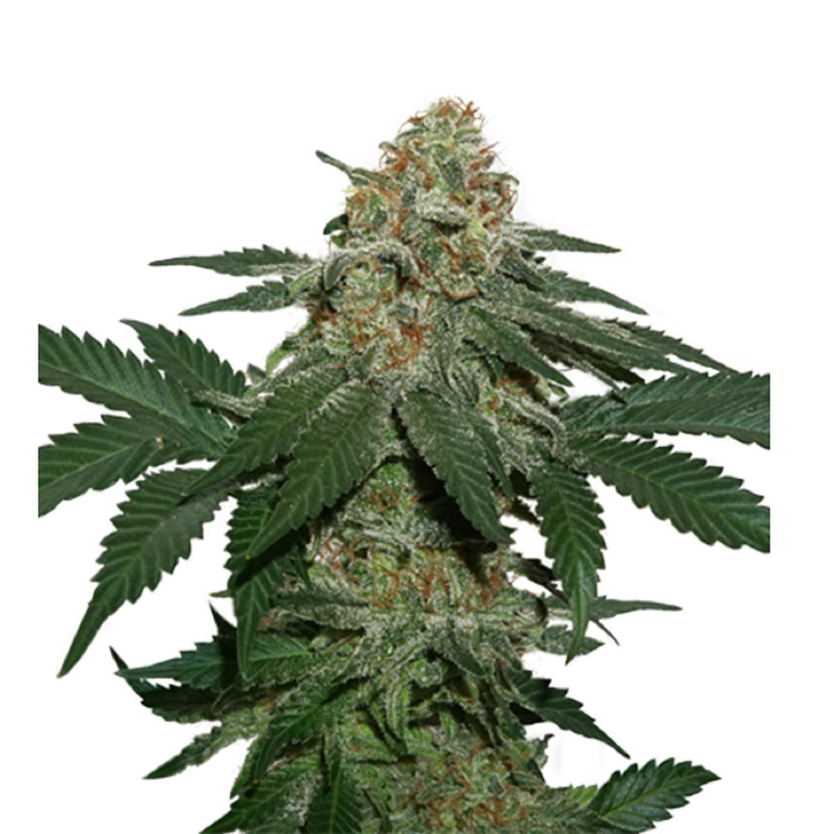 Seed Stockers - Grandaddy Confidential Kush - 1