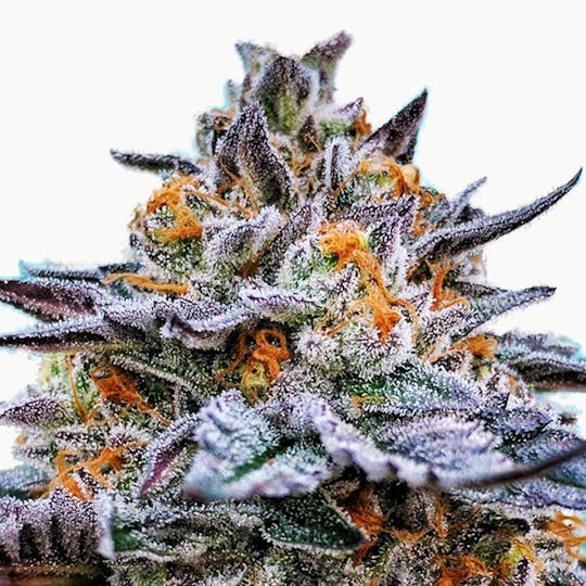 Canna Organix - Gelato - 1