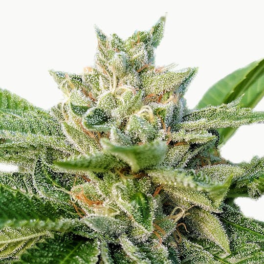 Canna Organix - I-95 - 1