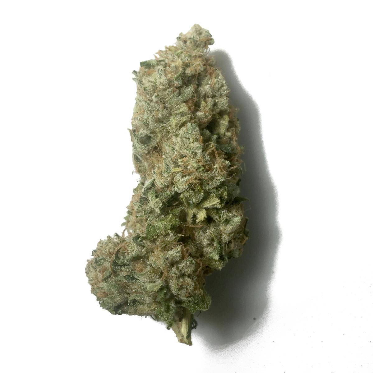 Golden Leaf Productions - King Louis XIII - 1