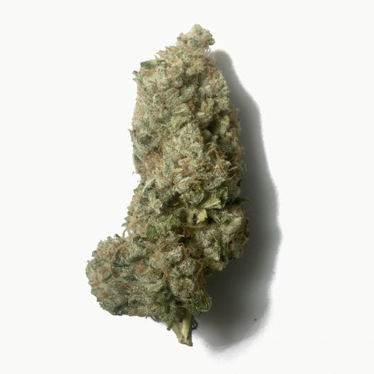 Golden Leaf Productions - King Louis XIII - 1