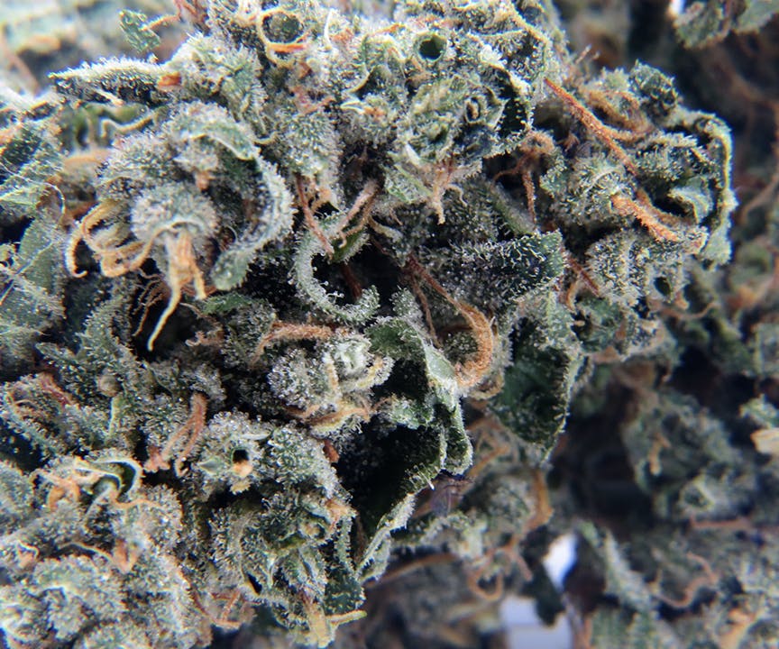 Sweetwater Farms - Durban Poison - 1