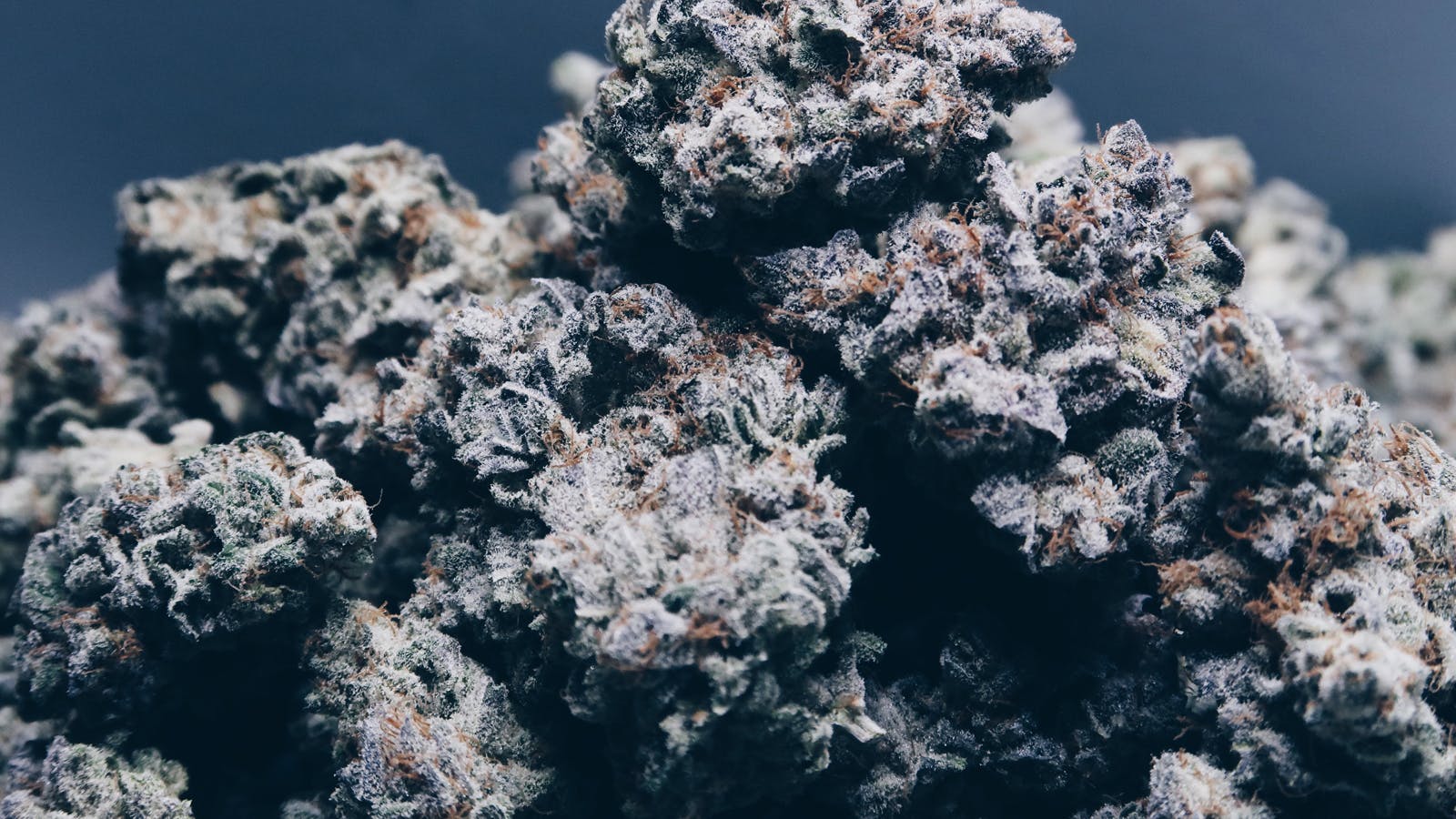 High Tide Organics - Kryptonite - 1