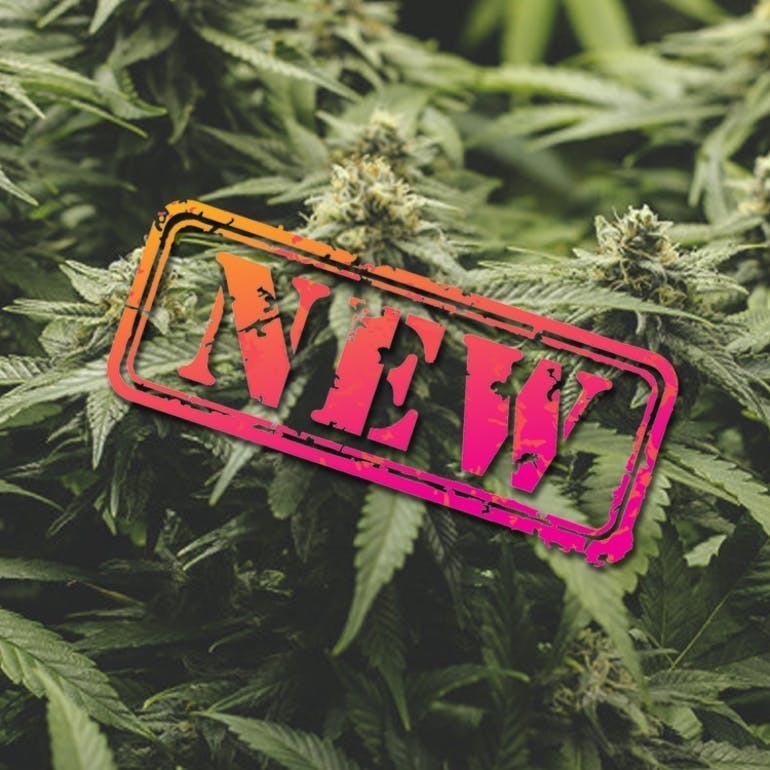 High Tide Organics - Gorilla Glue - 1