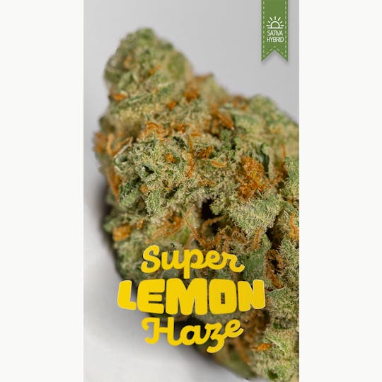 Great Northern Cannabis - Great Northern Cannabis Super Lemon Haze (Sativa) - 1