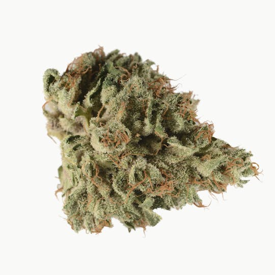 Bedford Grow - Black Kush - 1