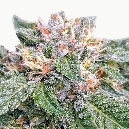 Canna Organix - Stardawg - 1