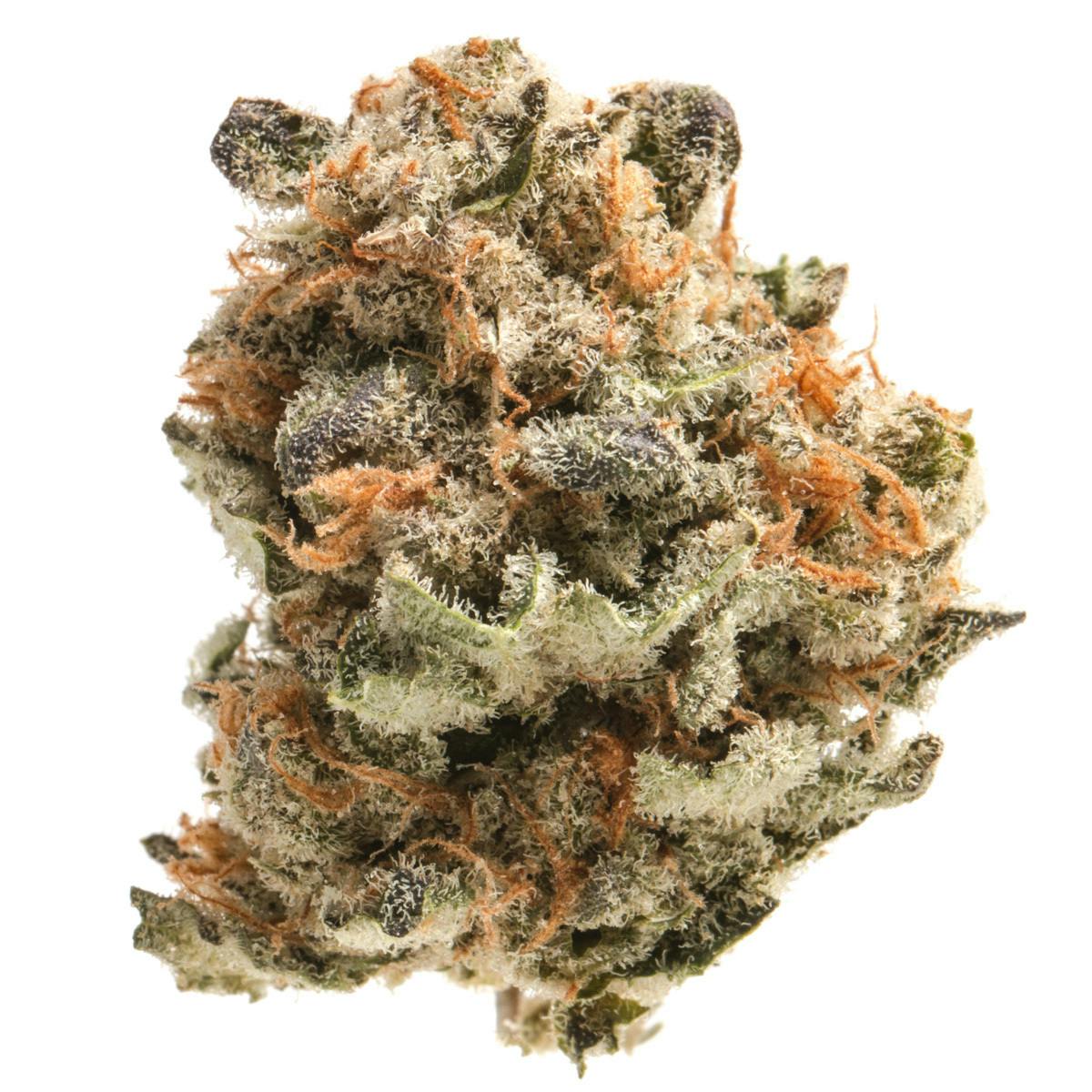 Trichome Farms - Purple Punch - 1