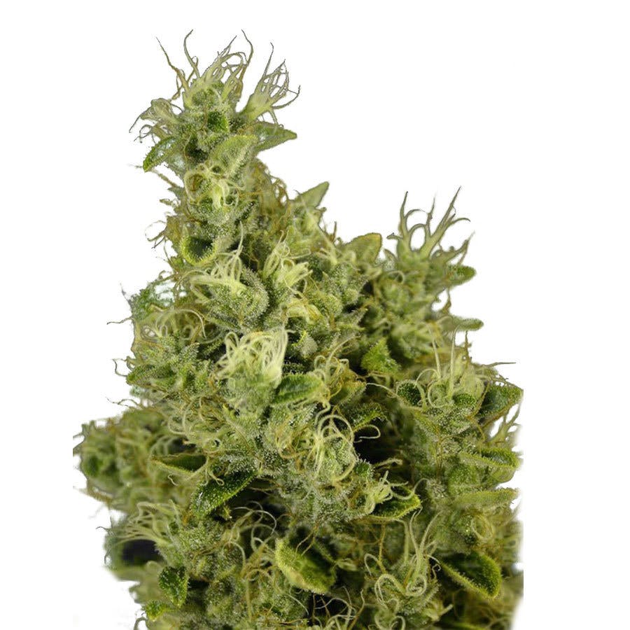 Ministry of Cannabis - Mandarin Haze Feminized - 1