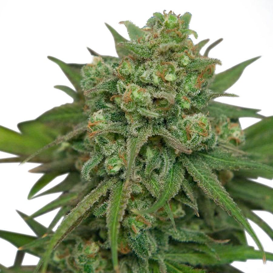 Ministry of Cannabis - Instakush Feminized - 1