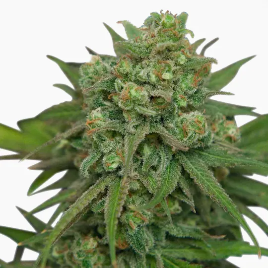 Ministry of Cannabis - Instakush Feminized - 1