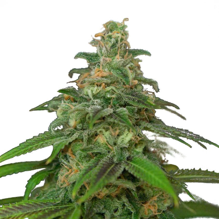 Ministry of Cannabis - Auto Mandarin Haze - 1