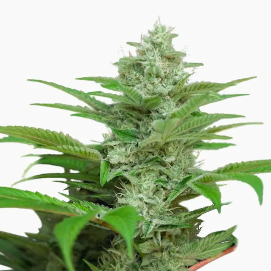 Ministry of Cannabis - Auto CBD Star - 1