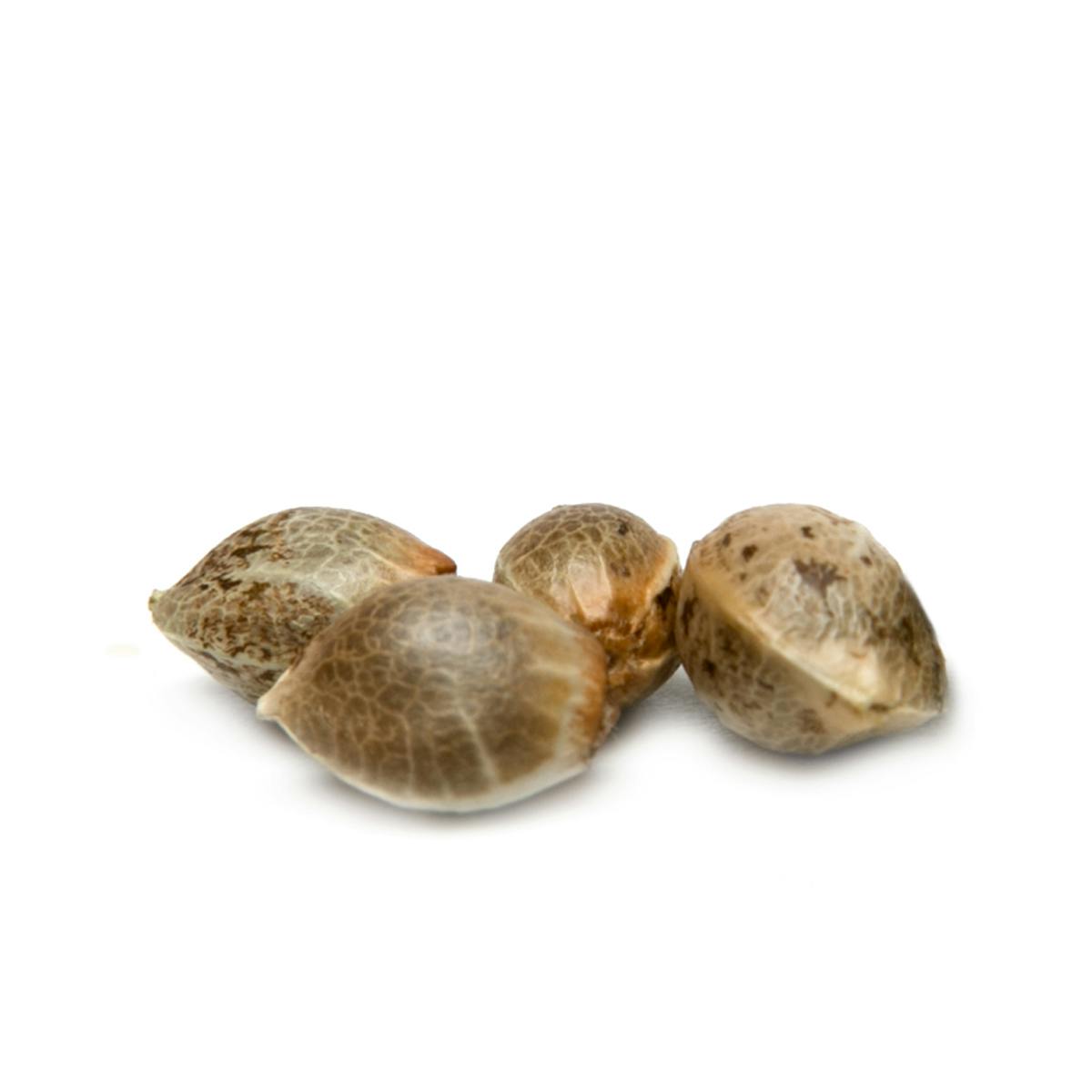 The SmokingDog Seeds - 24 Karat - 1