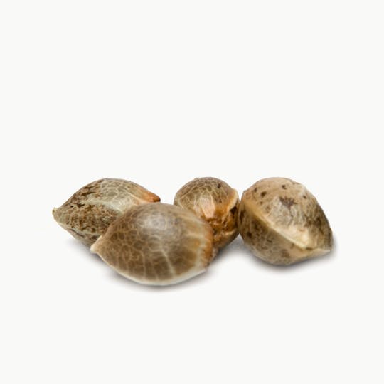 The SmokingDog Seeds - 24 Karat - 1