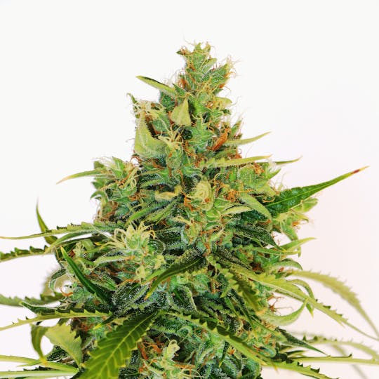 Kannabia Seed Company - Amnesi-K - 1