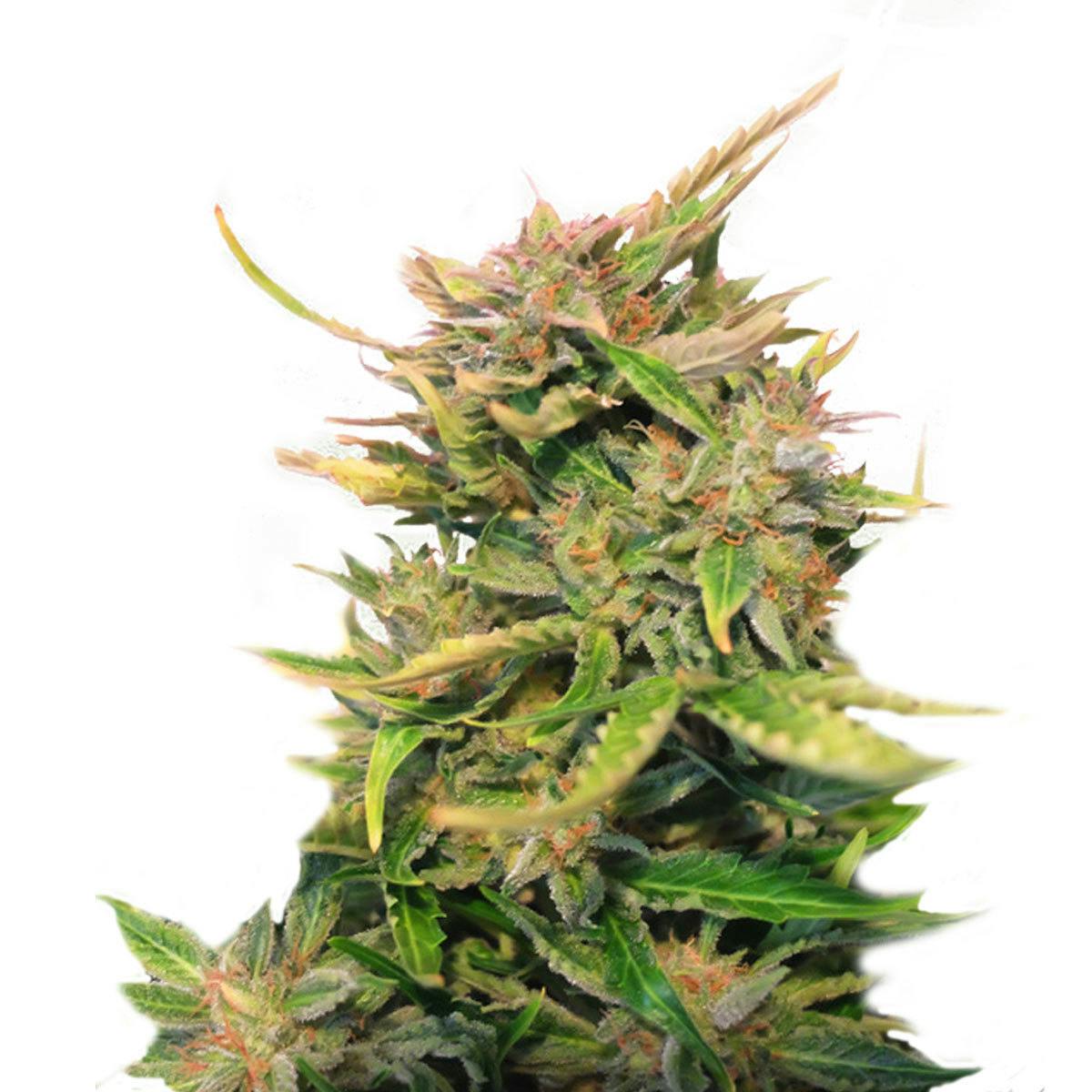 Kannabia Seed Company - Baby Boom Auto CBD - 1