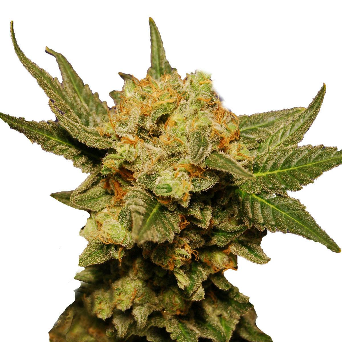 Kannabia Seed Company - Big Band - 1