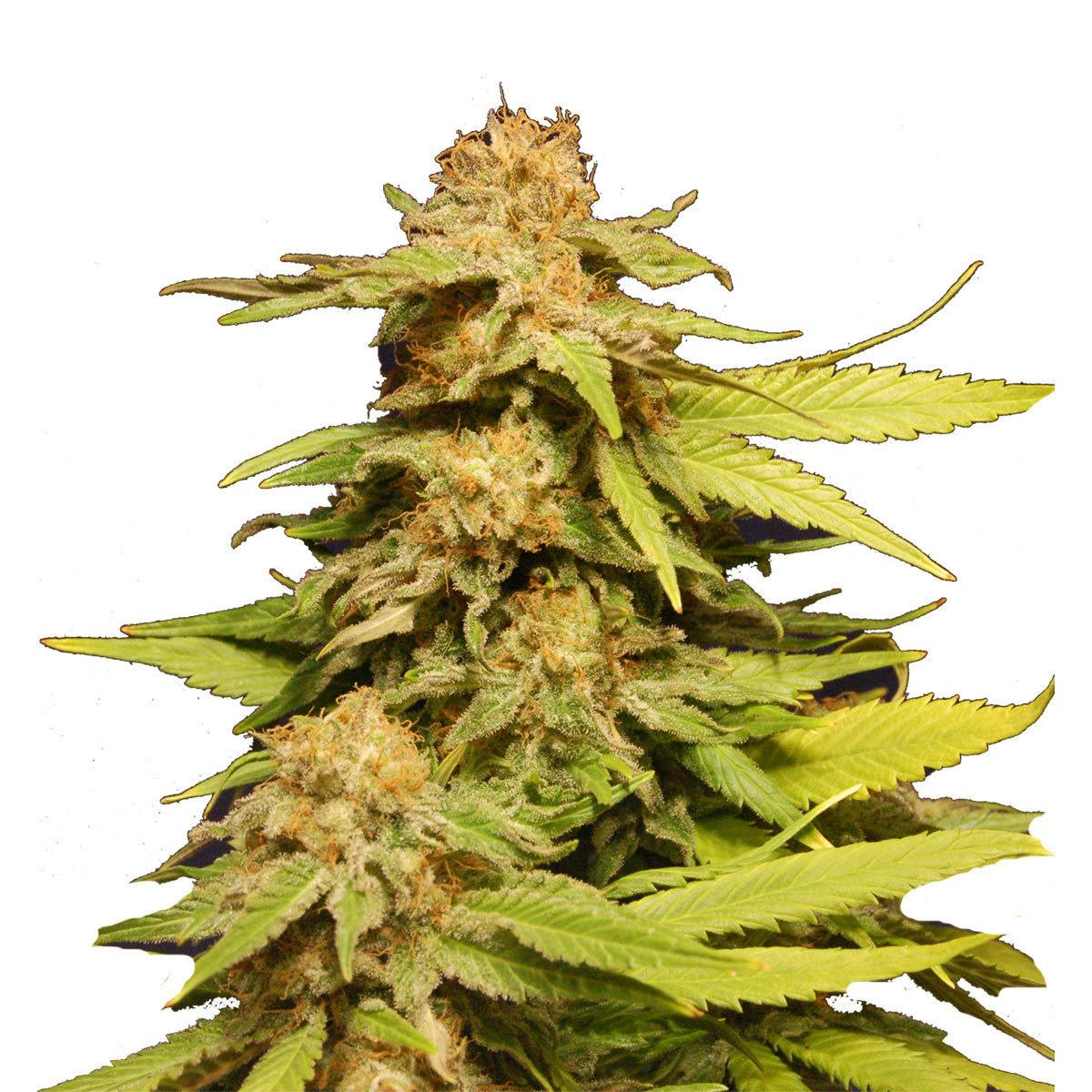 Kannabia Seed Company - Big Bull - 1