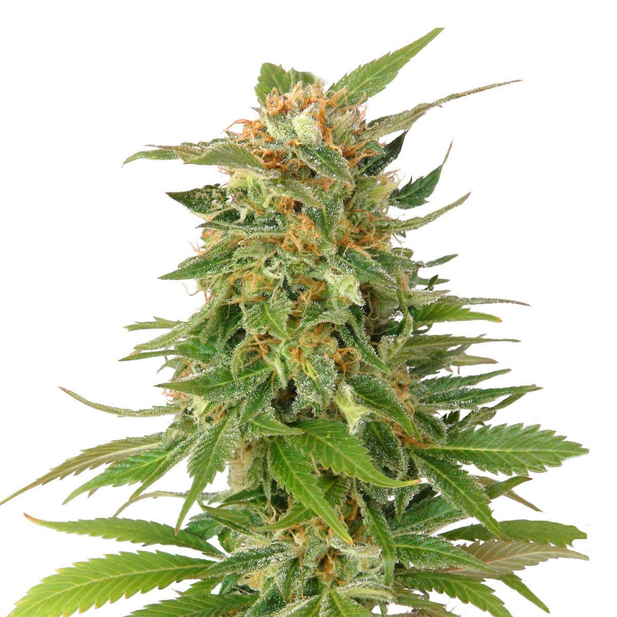 Kannabia Seed Company - Ginger Punch Auto - 1