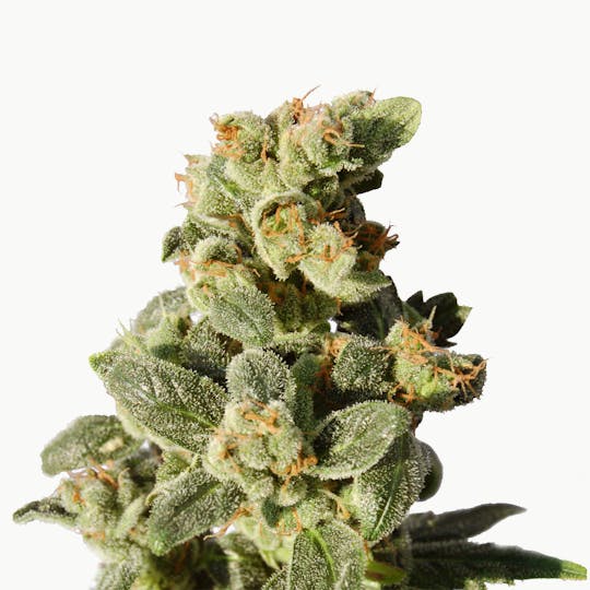 Kannabia Seed Company - Gnomo Auto - 1