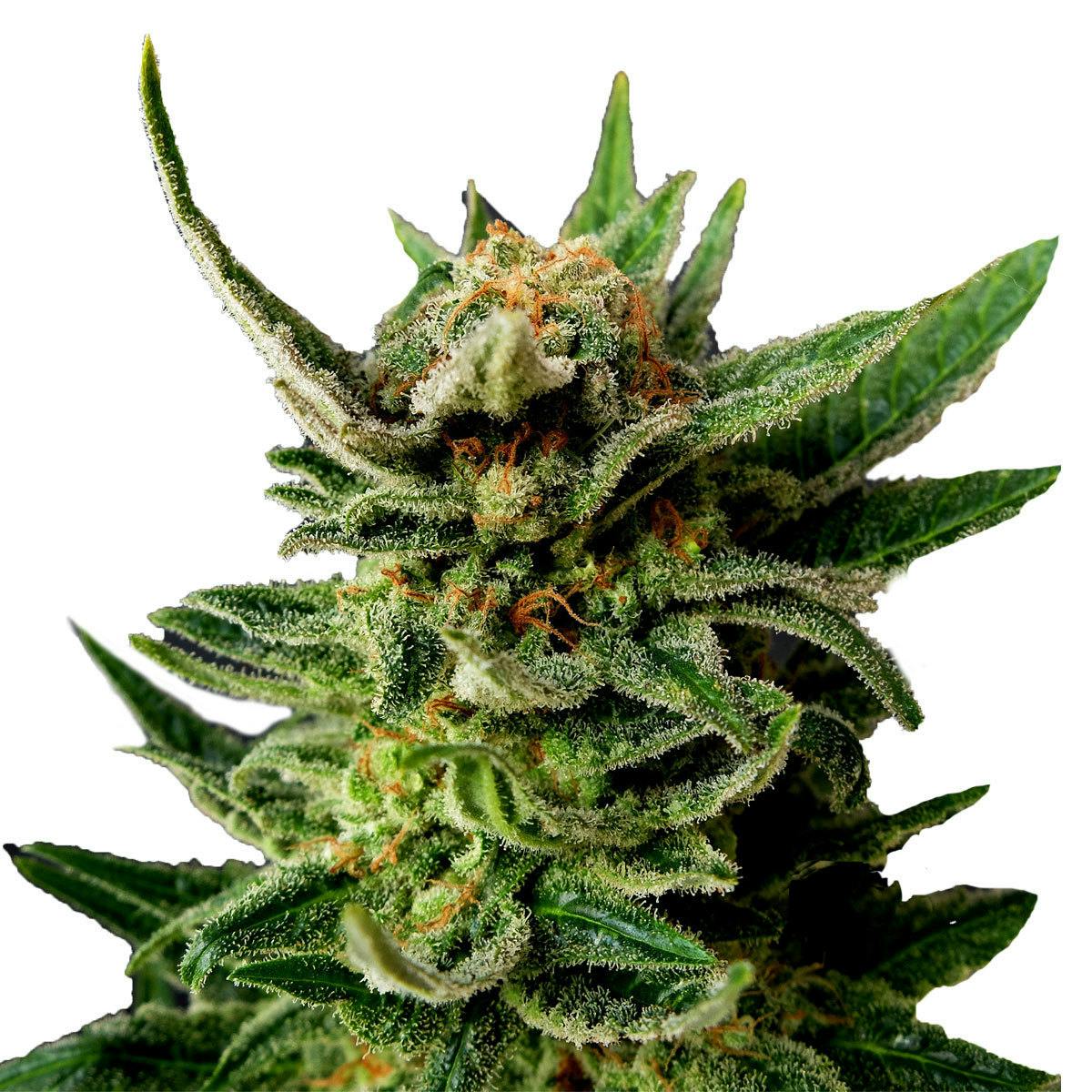 Kannabia Seed Company - Gypsy Kush - 1