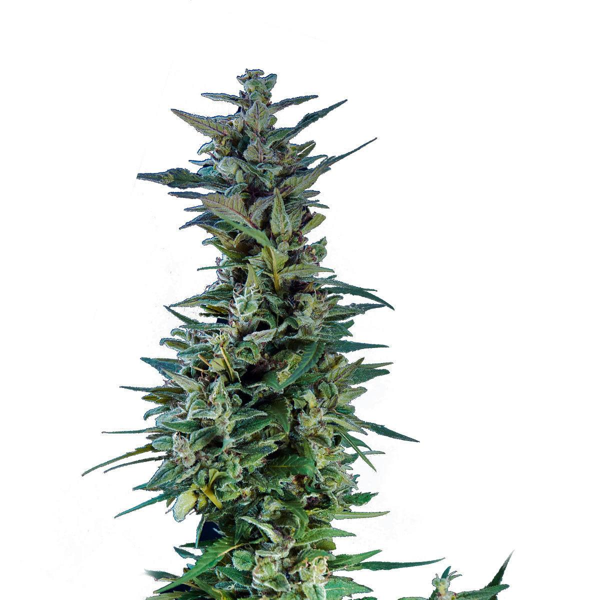 Kannabia Seed Company - Kama Kush CBD - 1