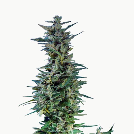 Kannabia Seed Company - Kama Kush CBD - 1