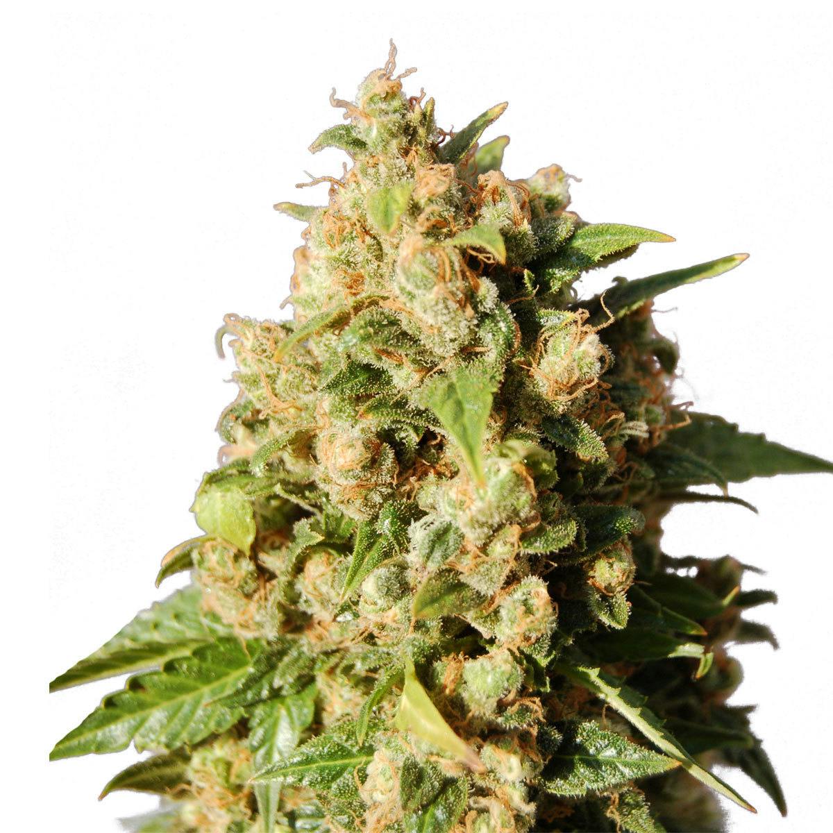 Kannabia Seed Company - Kiss - 1