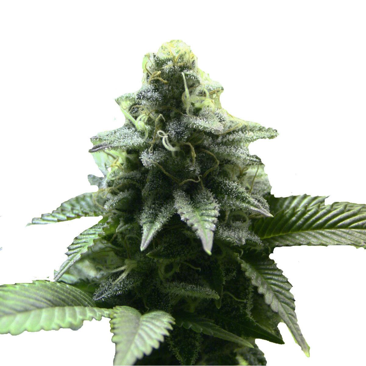 Kannabia Seed Company - Kreamy Karamel - 1