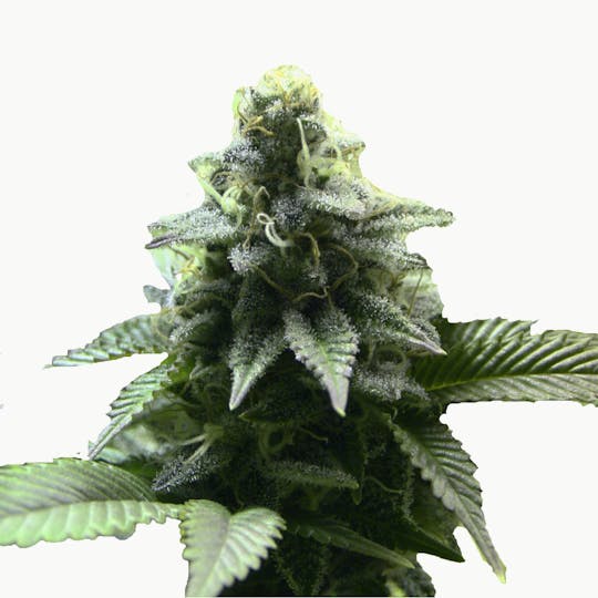 Kannabia Seed Company - Kreamy Karamel - 1