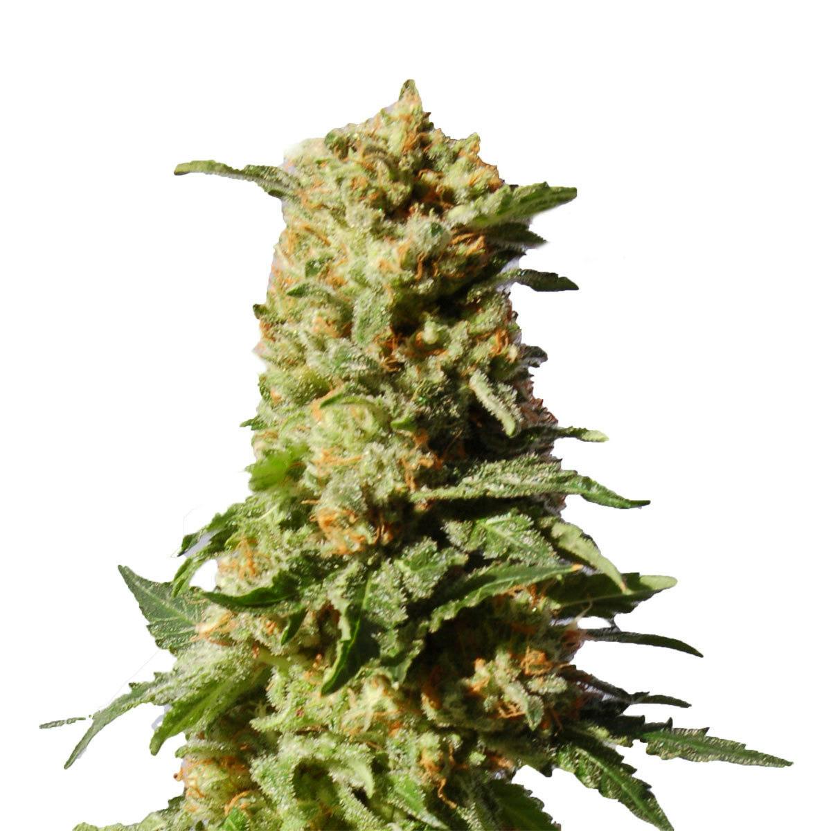 Kannabia Seed Company - La Blanca - 1