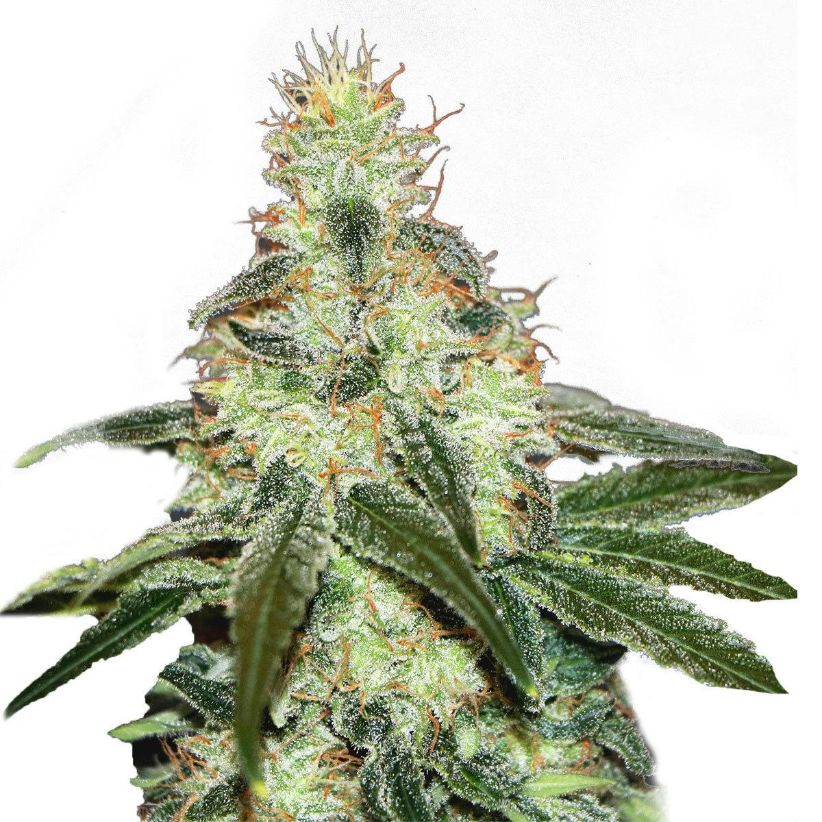 Kannabia Seed Company - Mataro Blue CBD - 1