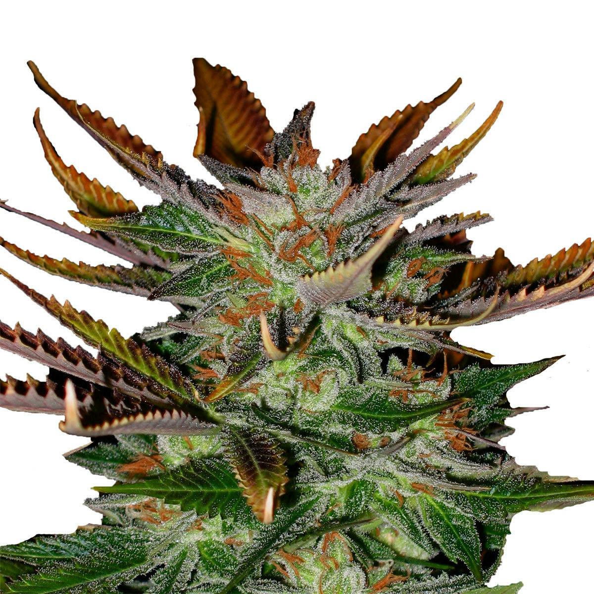 Kannabia Seed Company - McEarly Regular - 1