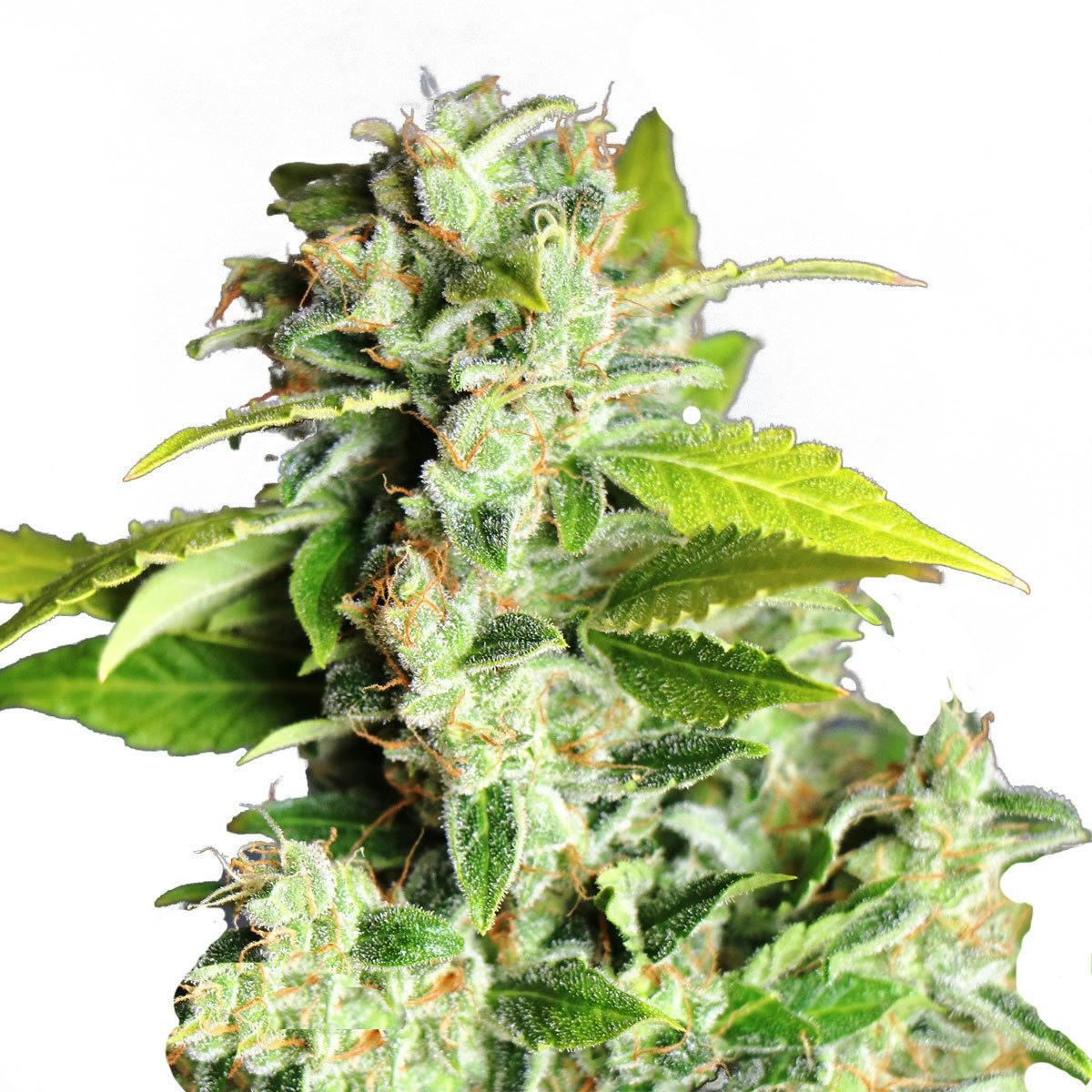 Kannabia Seed Company - Mikromachine Auto - 1