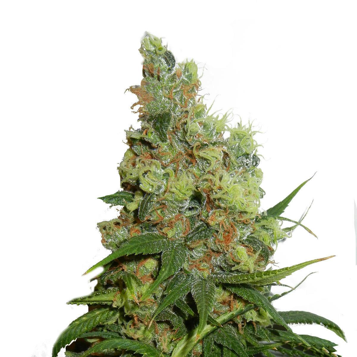 Kannabia Seed Company - NeiL Haze Regular - 1