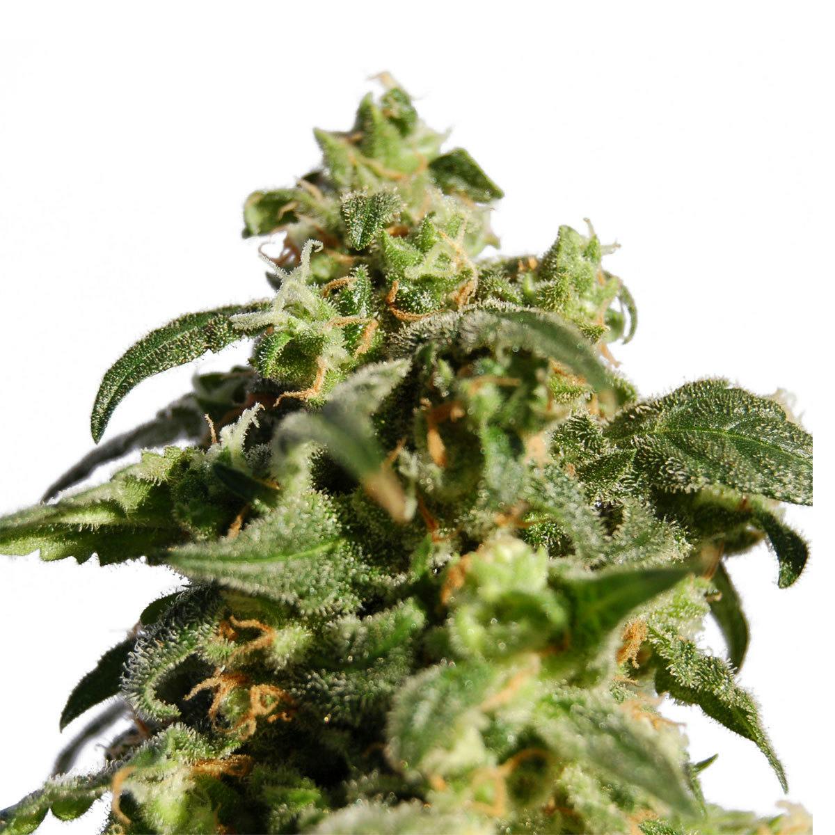 Kannabia Seed Company - Skunk+ - 1