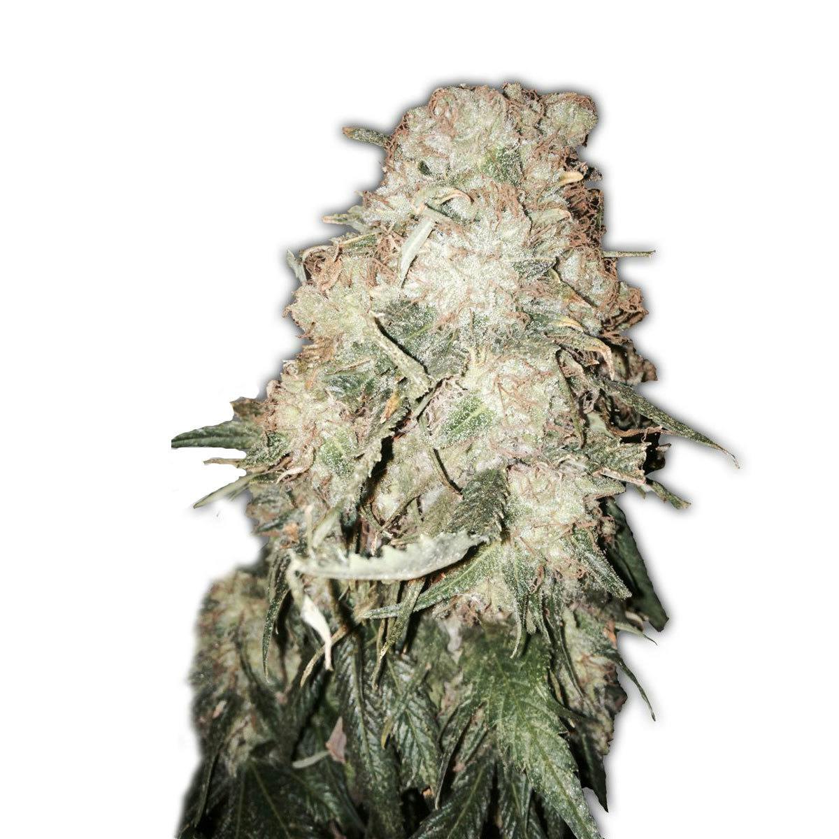 Heavyweight Seeds - GOLDMINE - 1