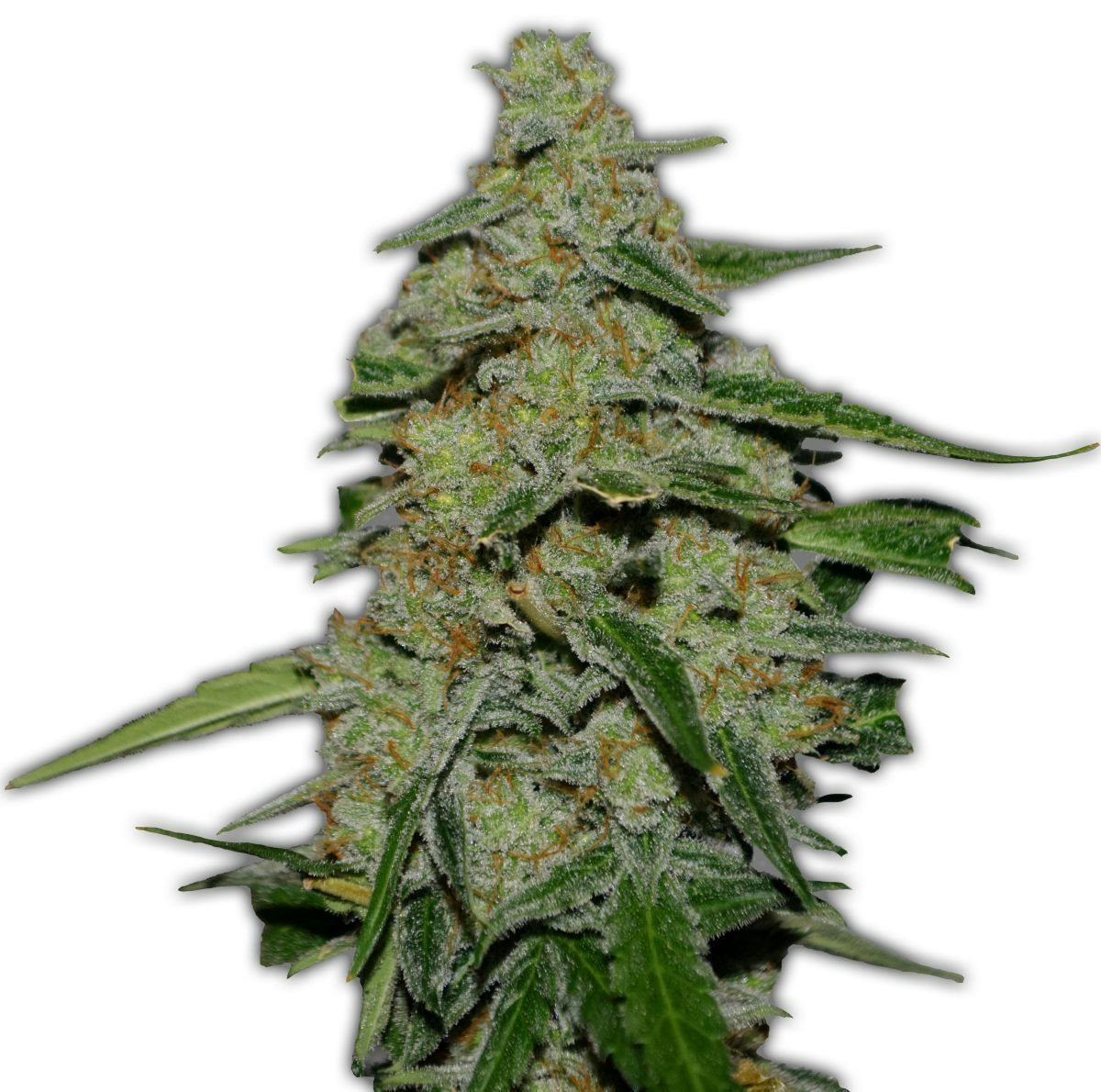 Heavyweight Seeds - LEMON CAKE - 1