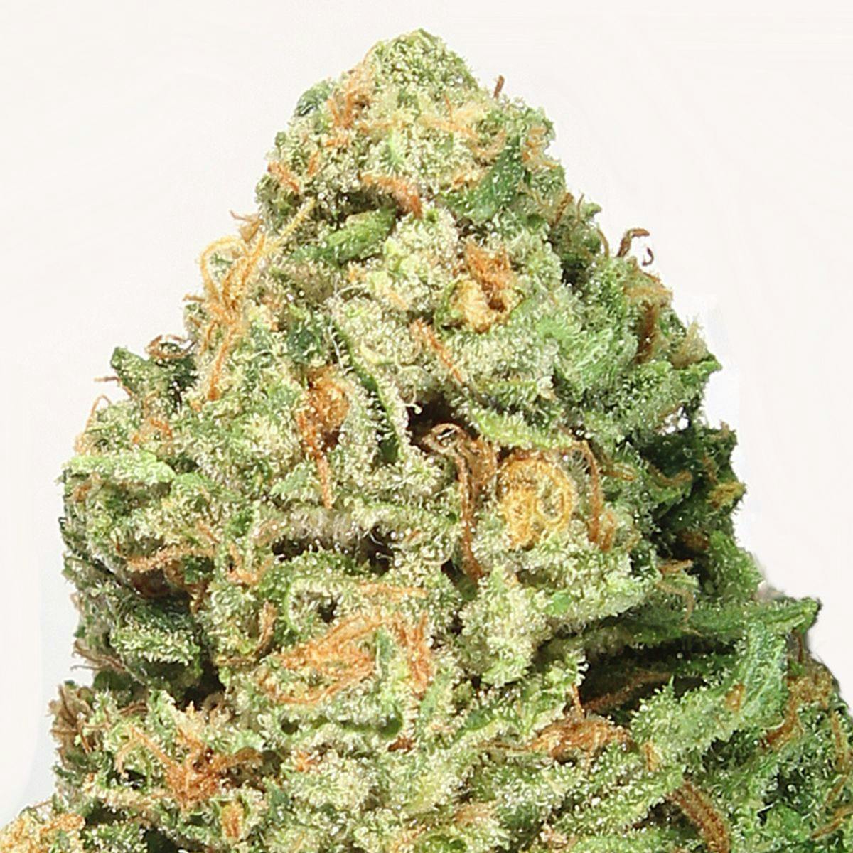 Heavyweight Seeds - FRUIT PUNCH AUTO - 1