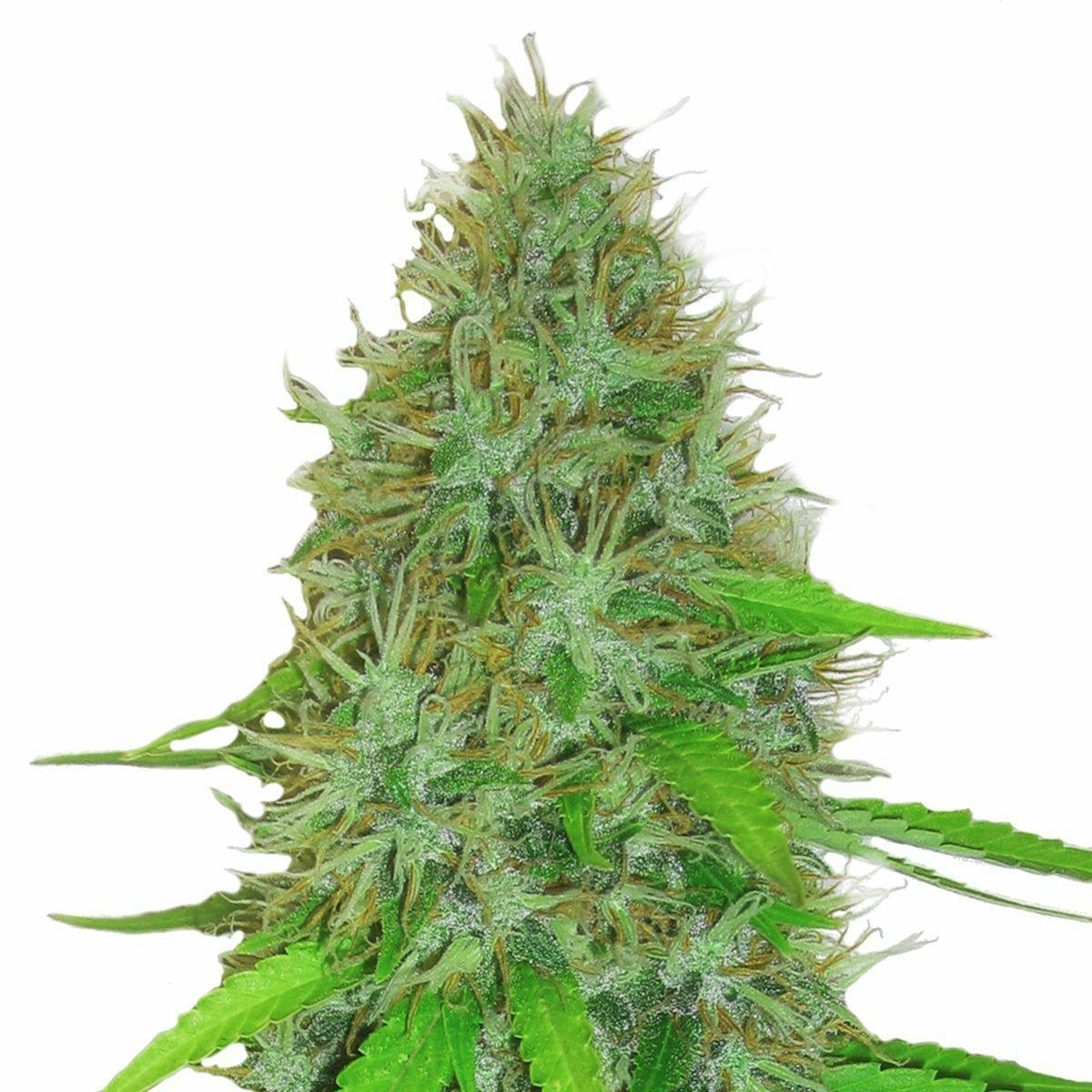 Heavyweight Seeds - 2 FAST 2 VAST - 1