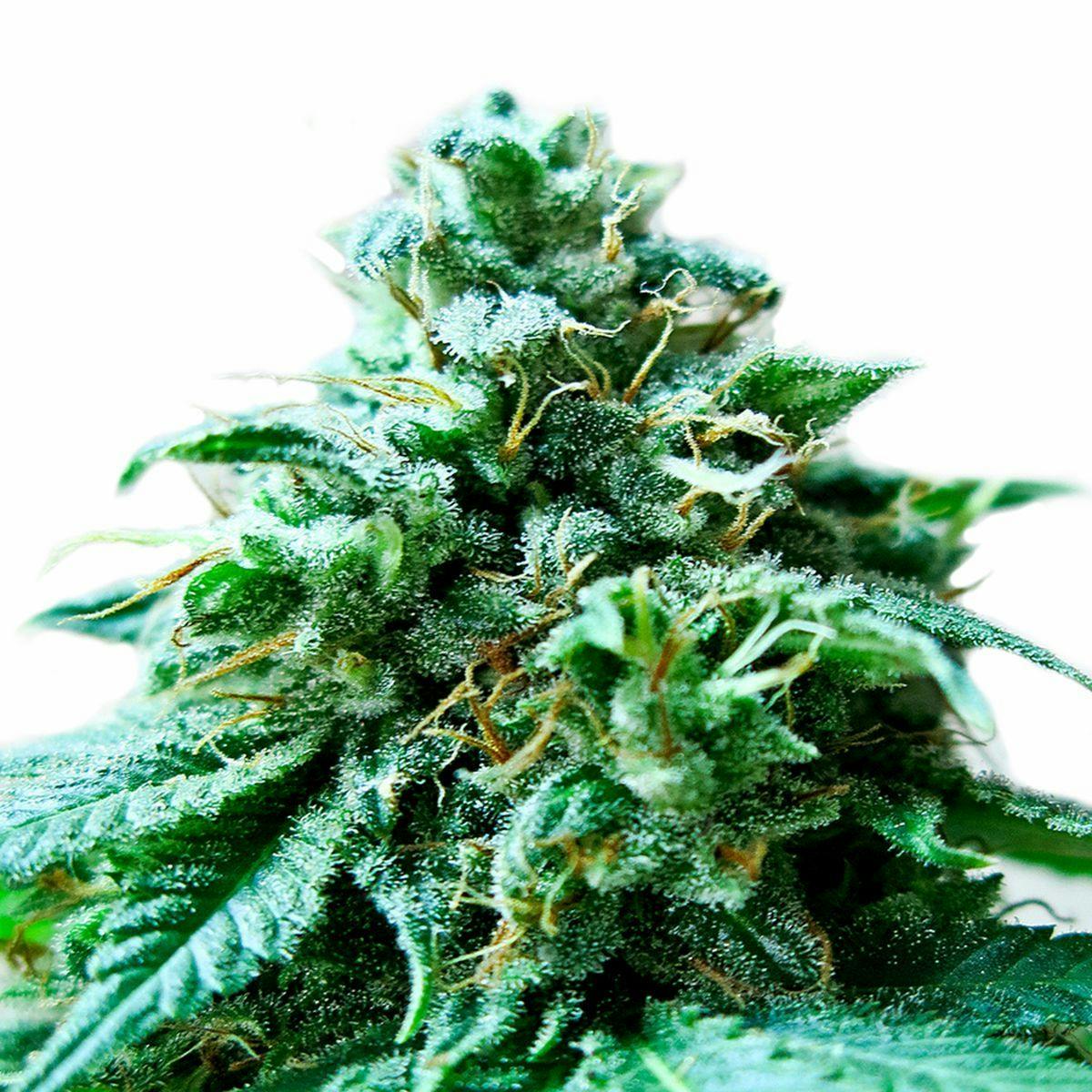 Heavyweight Seeds - SUPERB OG - 1